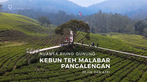 Kebun Teh Malabar Pangalengan Nuansa Riung Gunung Yang Sejuk Dan Asri