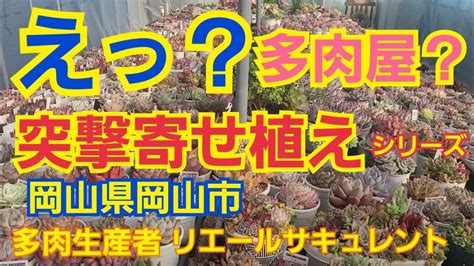 【多肉植物】【ガーデニング】えっ👀⁉️多肉屋さん⁉️突撃‼️寄せ植えシリーズ‼️2022年12月18日 Happy Garden