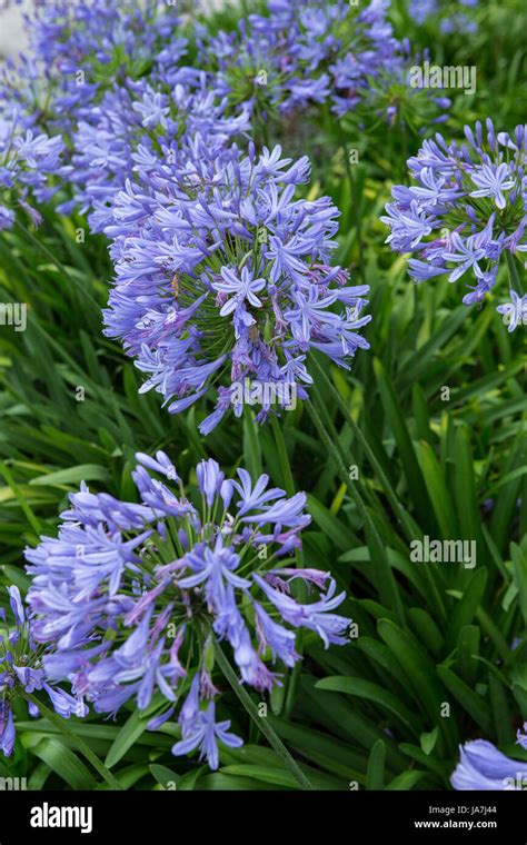 African Lilly Agapanthus Africanus Flowering In A Garden In Southern