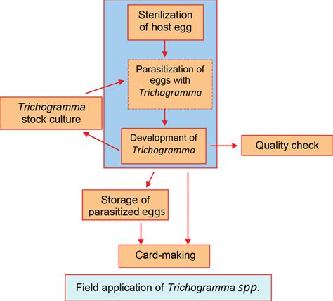 9 Flow Diagram Showing General Steps In Trichogramma Rearing Download Scientific Diagram