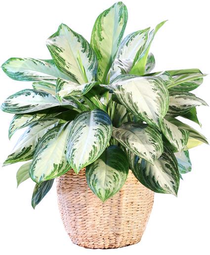 Large Chinese Evergreen House Plant In Malvern AR COUNTRY GARDEN FLORIST