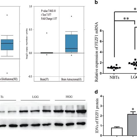 FEZF1 Accelerated The Cell Proliferation Migration And Invasion While