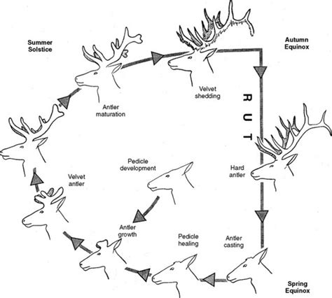 Antlers and Reproduction | Veterian Key