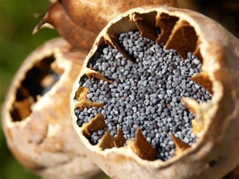 Poppy Seed Tea Recipe How To Make Poppy Seed Tea The Right Way From Dried Poppy Pods Or