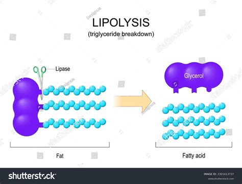 Lipolysis Triglyceride Breakdown Lipase Enzyme That Stock Vector ...