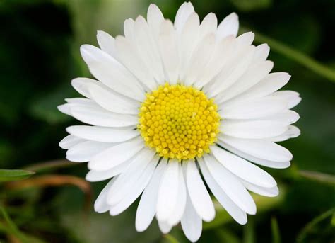 50 Flower Meanings That May Surprise You