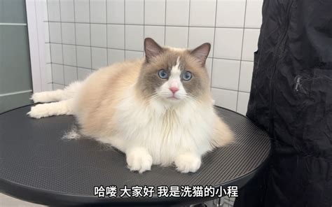 翻新洗护一位十六斤的布偶猫 整个洗护过程也太解压了吧！ 小程洗狗日记 小程洗狗日记 哔哩哔哩视频