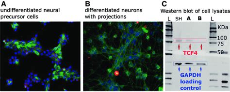 Differentiation Of LUHMES Neuronal Precursor Cells A To Mature