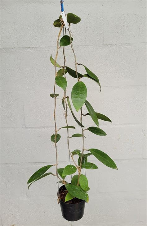 Hoya Acuta Pink Large Plant Tropics Home