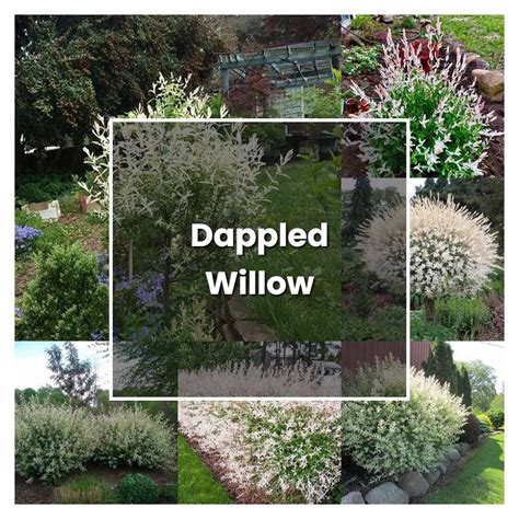 How To Grow Dappled Willow Plant Care And Tips Norwichgardener