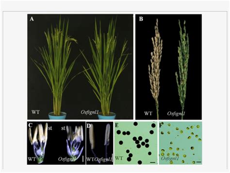 Phenotype Comparisons Between The Wild Type And The Wild Type Png