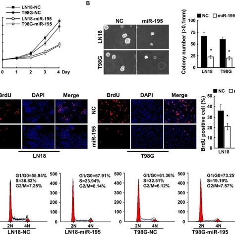 Upregulation Of Mir 195 Suppresses The Proliferation Of Glioma Cells