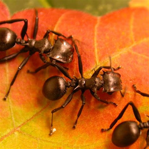 Hormigas Función Y Características De Las Hormigas