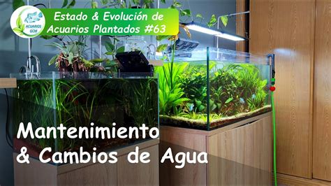 Estado y Evolución Acuarios Plantados 63 Mantenimiento y mis Cambios