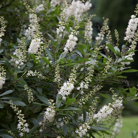 Clethra | White Flower Farm