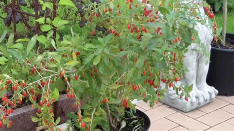 Goji Pflanzen Ertragreichste Sorte Jede Menge Goji Beeren Im Garten