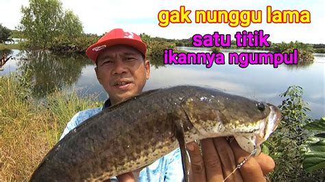 Gak Nunggu Lama Ikan Gabusnya Ngumpul Di Bawah Lumut Casting Ikan