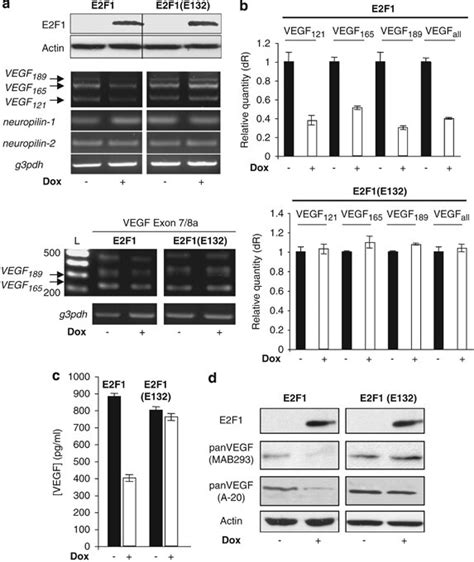 Overexpression Of E2f1 Downregulates Vegfxxx Isoforms In P53 Deficient