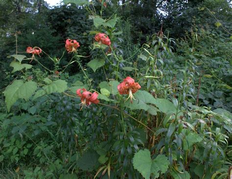 Turks Cap Lily Blooms By The Red Covered Bridge Wildeherb