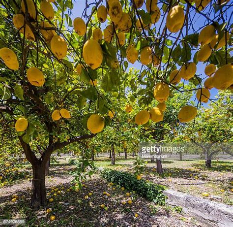 638 Lemon Tree Landscape Stock Photos High Res Pictures And Images