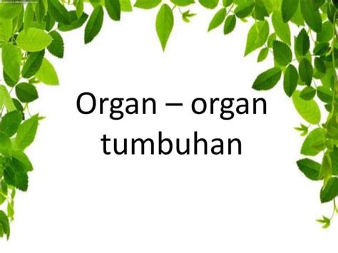 Organpadatumbuhanpptx