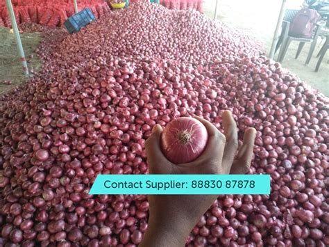 A Grade Maharashtra Red Onion Gunny Bag Packaging Size 50 Kg At Best