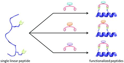 From A Single Synthesised Linear Peptide A Large Library Of