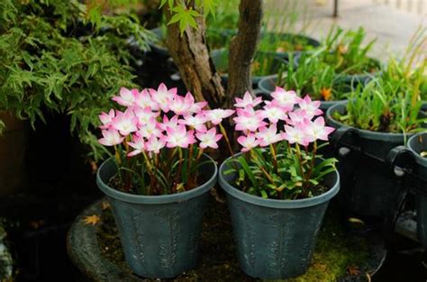 這5種花愛「生崽」，今年種一棵，來年變「一堆」，好養又省錢 每日頭條