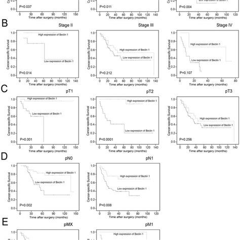 Kaplan Meier Survival Analysis Of Beclin 1 Expression In Subsets Of