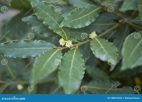 Laurus nobilis in bloom stock photo. Image of foliage - 148612932