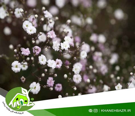 بذر گل ژیپسوفیلا 20 عدد - خانه بذر | فروشگاه بذر وارداتی گل و گیاه ...