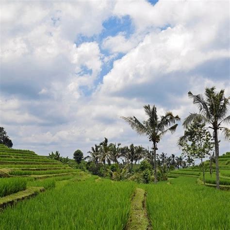 Memperkuat Pertanian Melalui Korporasi Petani Langkah Menuju Desa Yang