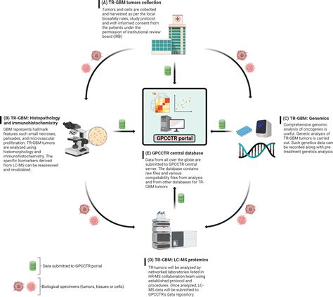 Frontiers An Overview Of Glioblastoma Multiforme And Temozolomide