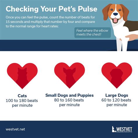 Checking Your Pets Pulse In 2021 Veterinary Clinic Your Pet