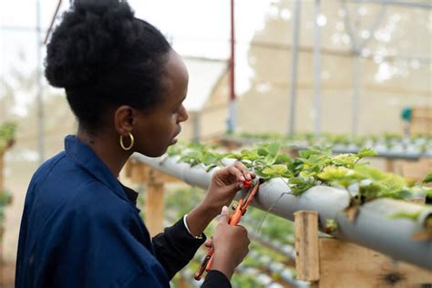 UNDP Rwanda On Twitter What A Great Time To Be A Farmer Hydroponics