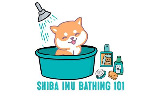 Ultimate Shiba Inu Grooming Guide My First Shiba Inu