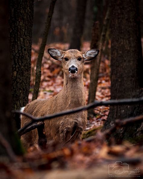 When Whitetail Deer Sense Danger They Snort And Stomp Their Front