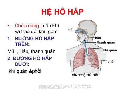 Hô hấp là gì Tìm hiểu quá trình hô hấp ở động thực vật Chuyên