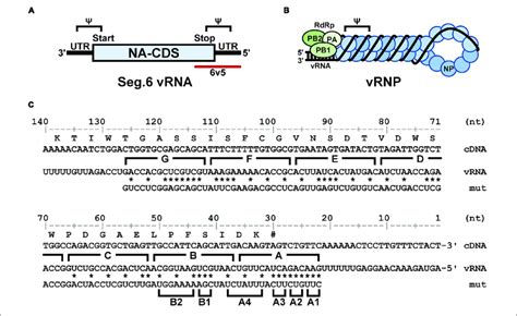 Structural Overview Of The Sixth Segment Of The Influenza Virus