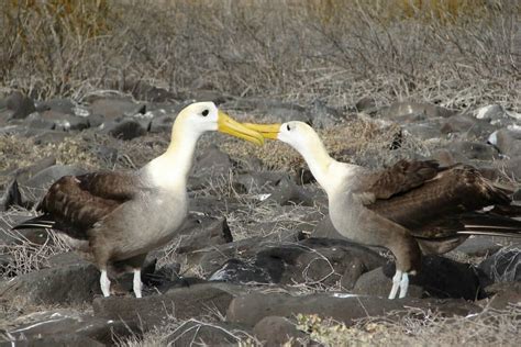The Largest Flying Bird in the World - Animals Around The Globe