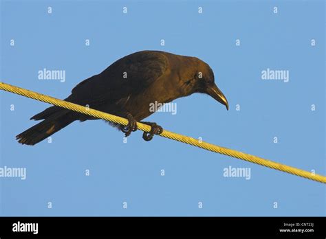 House Crow Corvus Splendens On Rope Netherlands Stock Photo Alamy