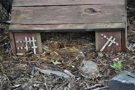 Box Turtle Habitats