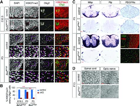 Prc Is Required For Ol Differentiation And Myelination A