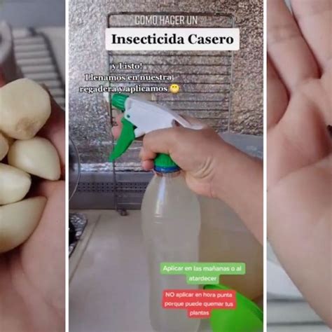 C Mo Hacer Un Sencillo Y Efectivo Insecticida Casero Con Ajos