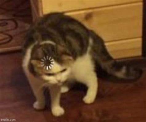 Question Mark Cat