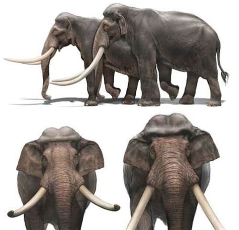 A chronicle of giant straight-tusked elephants