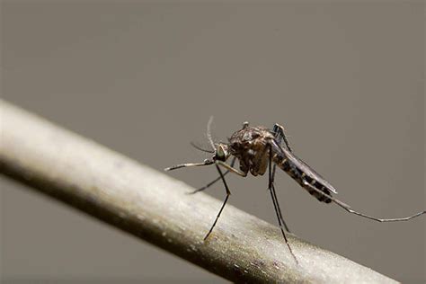 Dengue Mosquito Background Images, HD Pictures and Wallpaper For Free ...