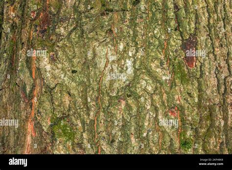 Textura de fondo rústico de la corteza de Quercus iberica un árbol