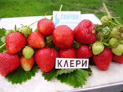 Земляника садовая: сорта, посадка и уход, фото