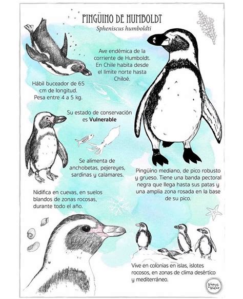 Humboldt Penguin Wildlife Photography Poster